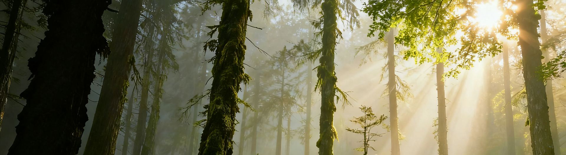 EUDR（欧盟零毁林法案）